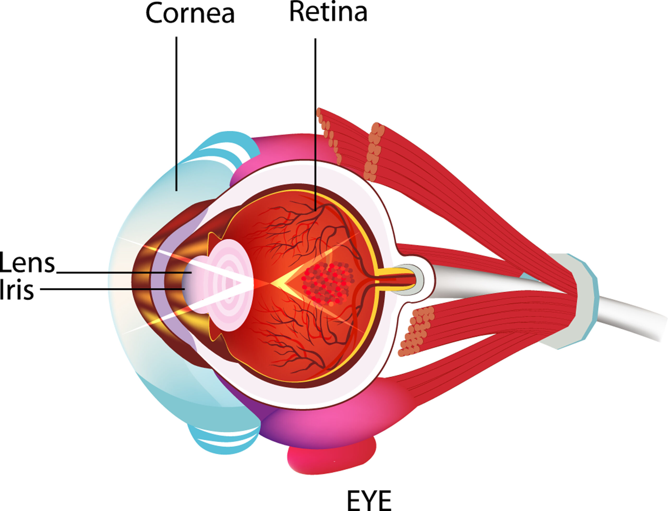 Cornea Transplant Surgery