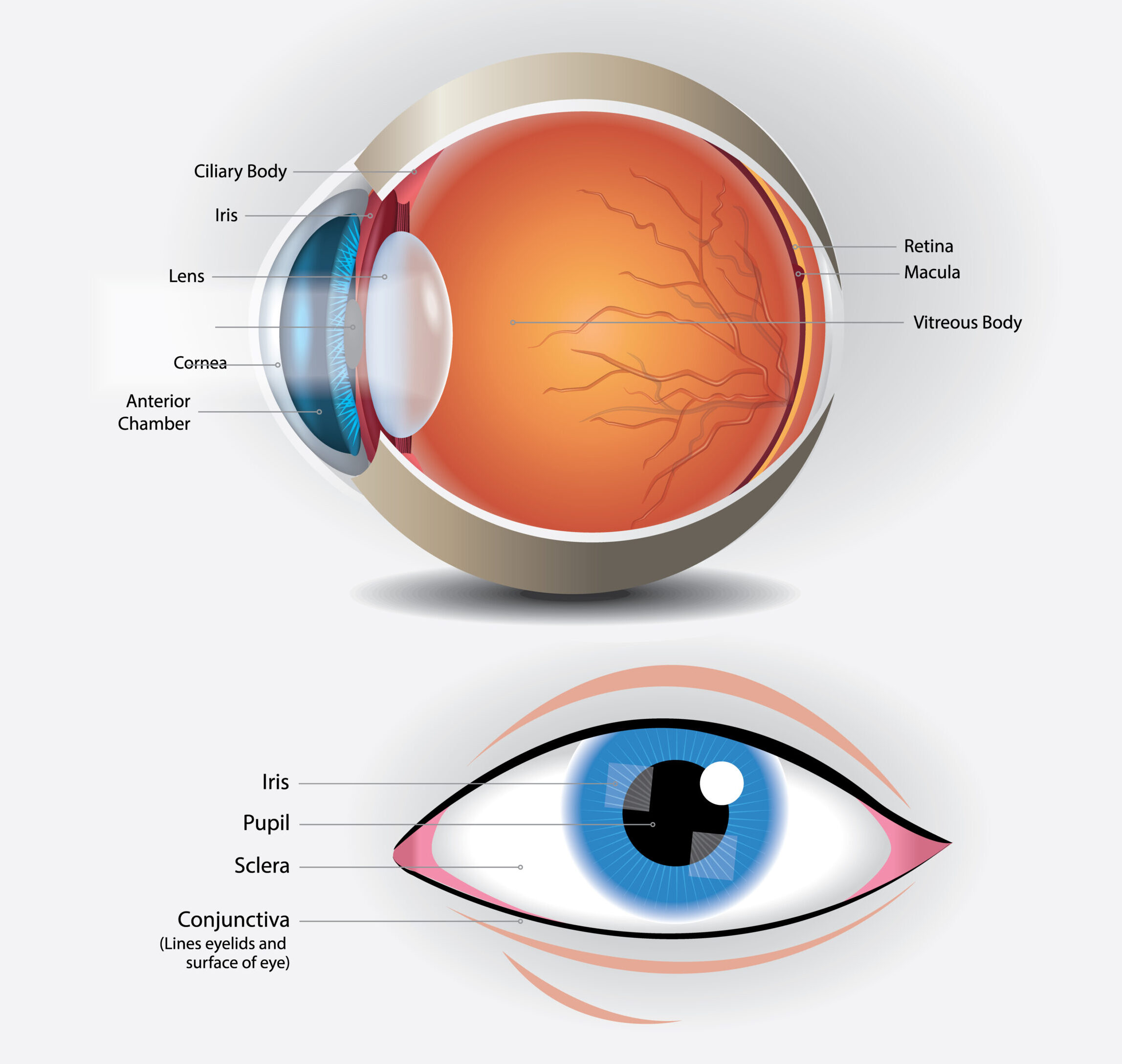 Cornea Anatomy