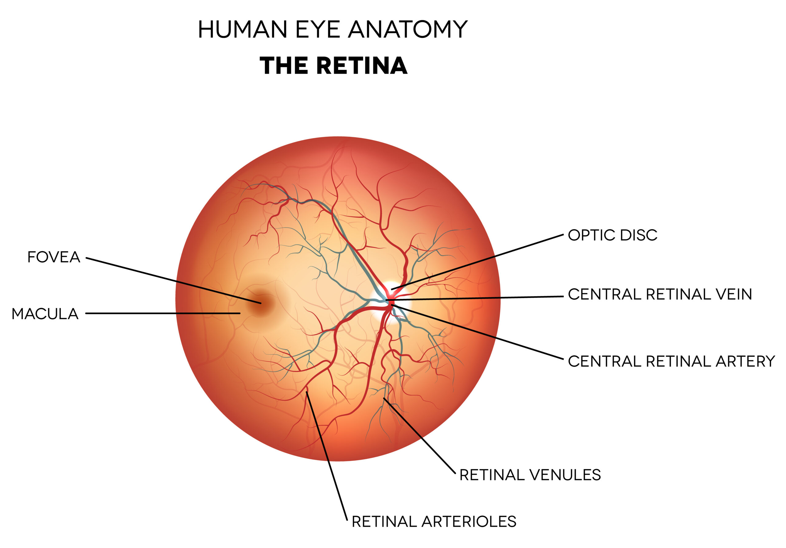 Human Eye Anatomy