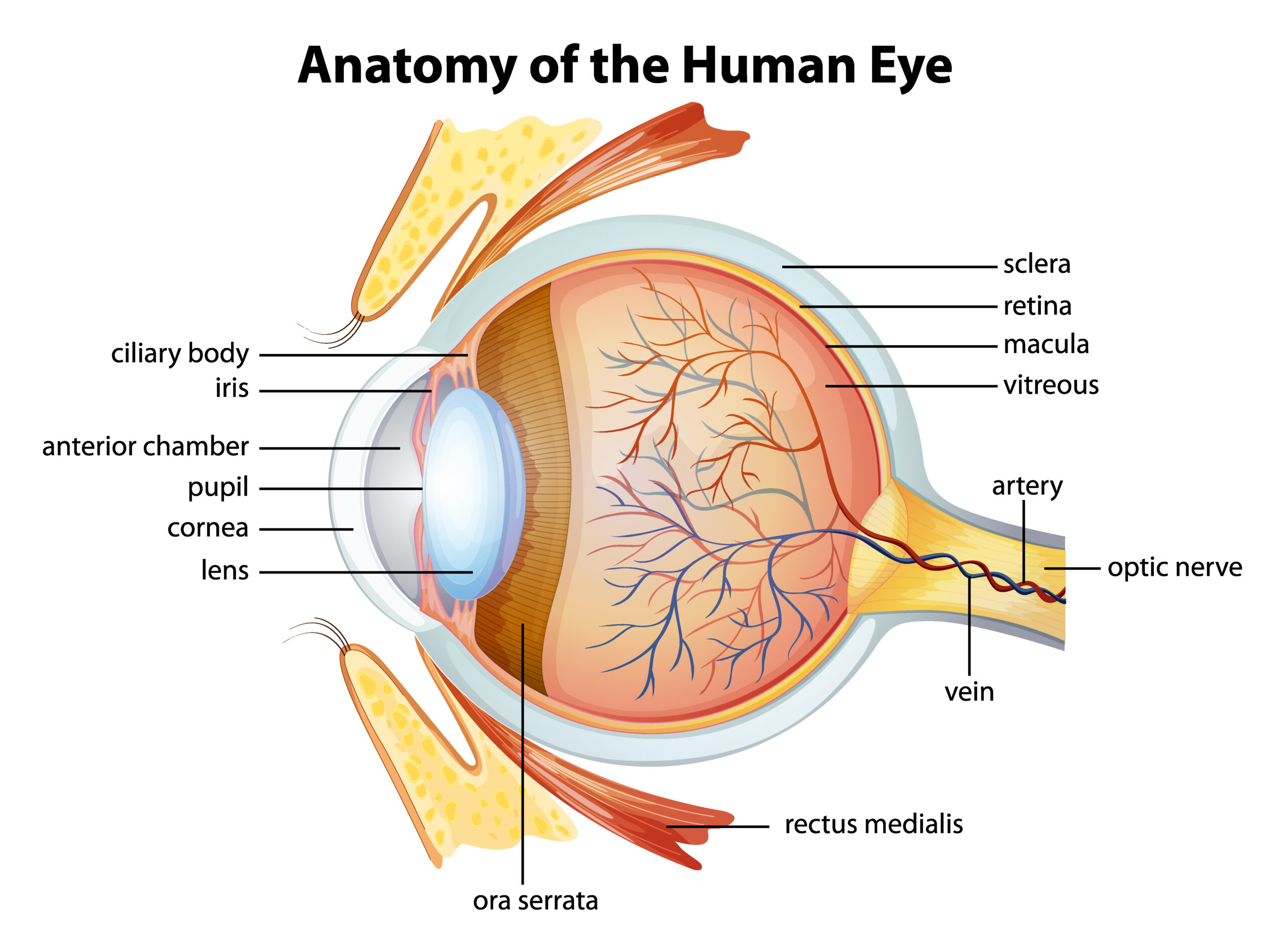 Anatomy of the Human Eye